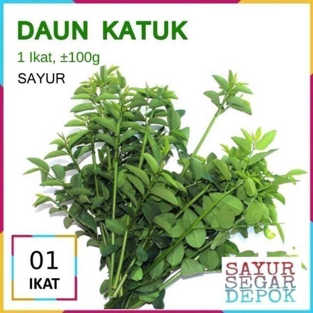 

DAUN KATUK / SAYUR SEGAR DEPOK