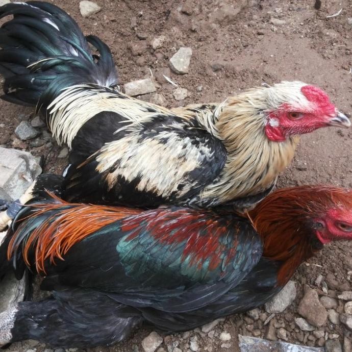 

ayam kampung asli jantan hidup
