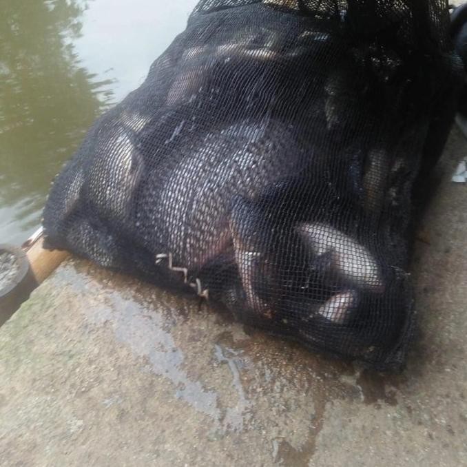 Essen Oplosan Ikan Mas Pandawa Esen Ikan Mas Babon Lomba