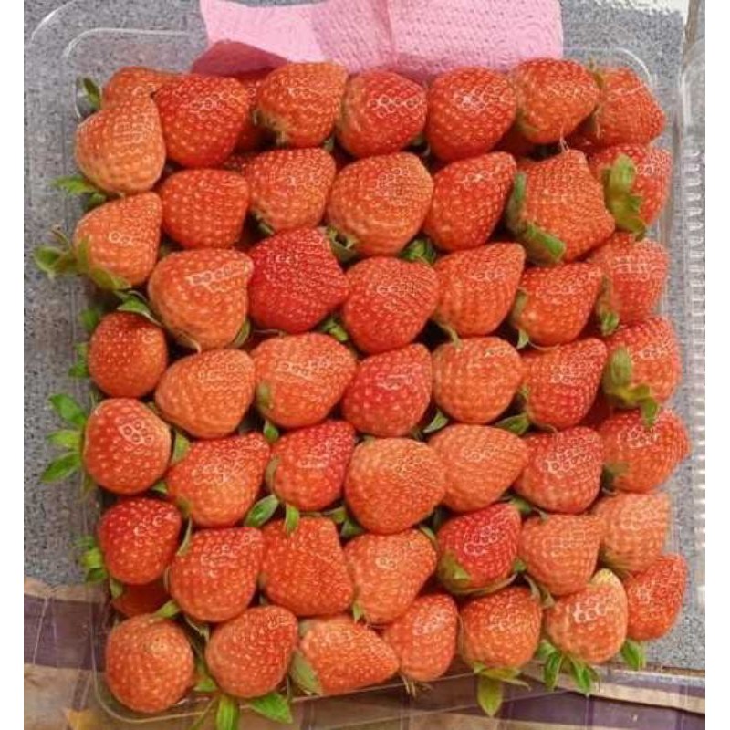 

Buah Strawberry Organik Fresh Grade A