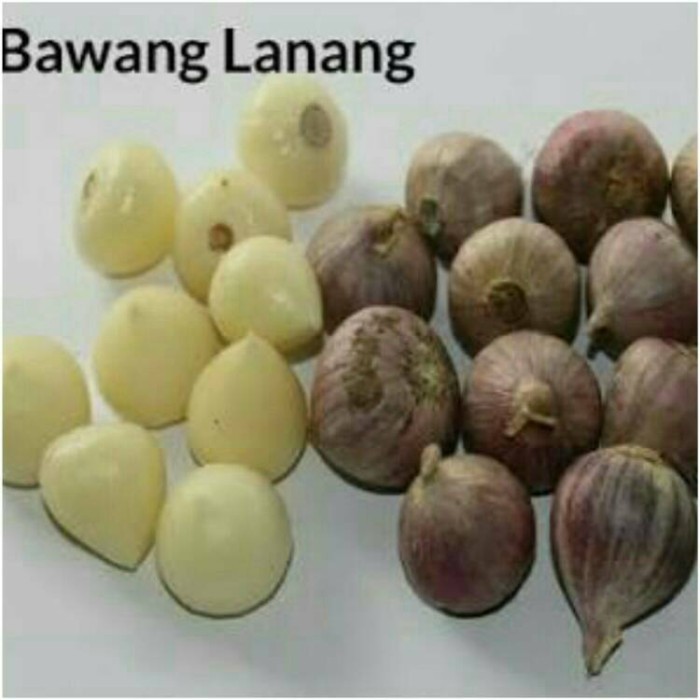 

Bawang Putih Tunggal / Bawang Lanang 250 Gram {TerlarisBest Seller}