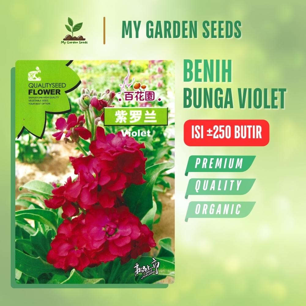 BENIH BUNGA VIOLET AFRIKA MERAH / RED AFRICAN VIOLETS KEMASAN IMPORT ± 250 BUTIR