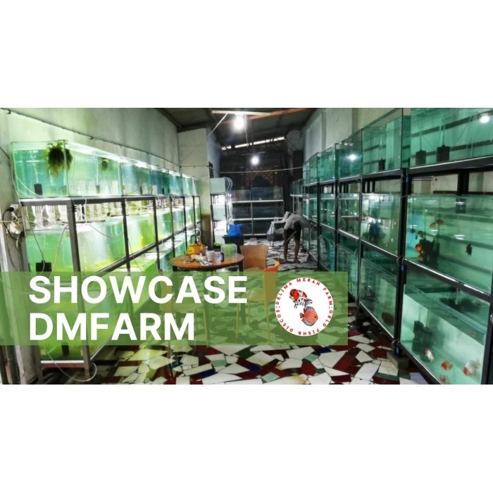 Ikan Koki Mutiara Jumbo Size 9/10 Cm Bergaransi