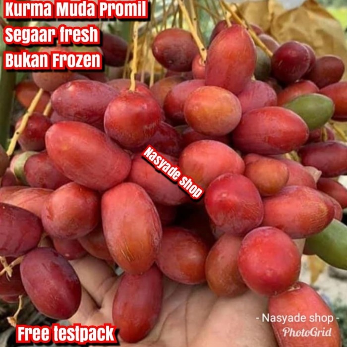 

Kurma Muda Segar Fresh Bukan Frozen Merah 500g