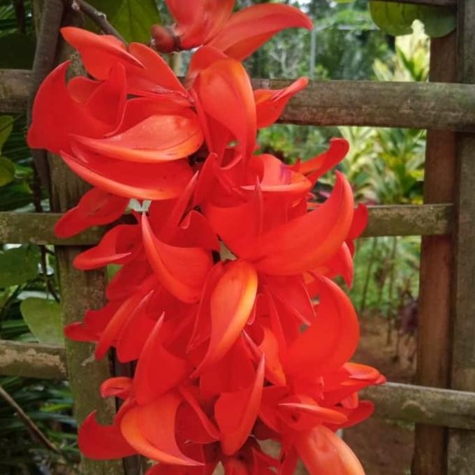 Flame of Irian & Bibit Tnaman Flame Of irian