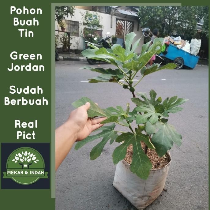 TERMURAH - pohon buah tin green jordan sudah berbuah / tanaman buah tin