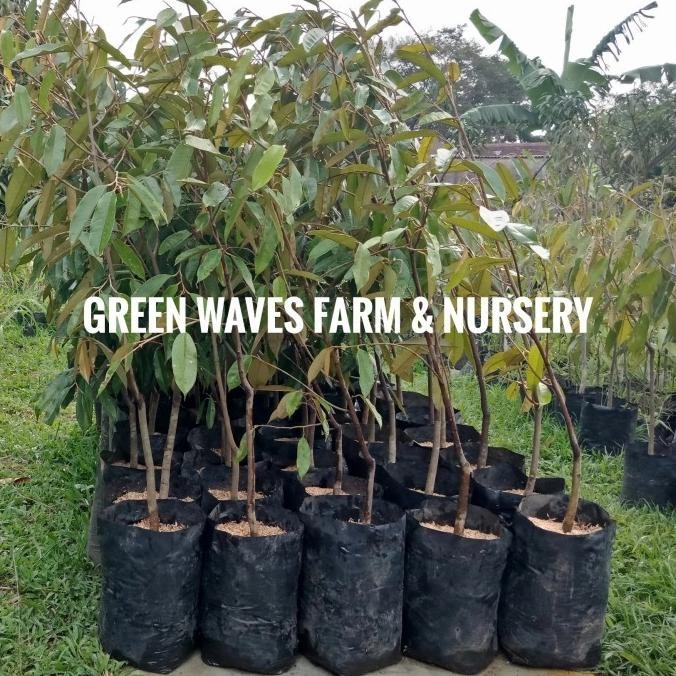 BEBAS ONGKIR - BIBIT DURIAN OCHEE/DURI HITAM/BLACK THORN (D200) 1.1 M - 1.3 M