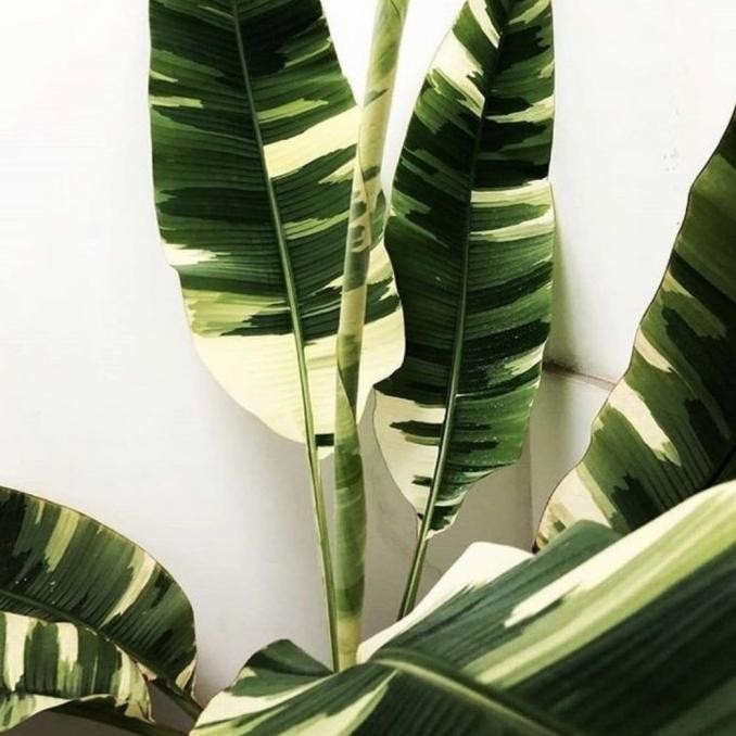 HARGA DISC - Ae Ae Musa Florida Paradisiaca Variegated Pohon Pisang Varigata Baby