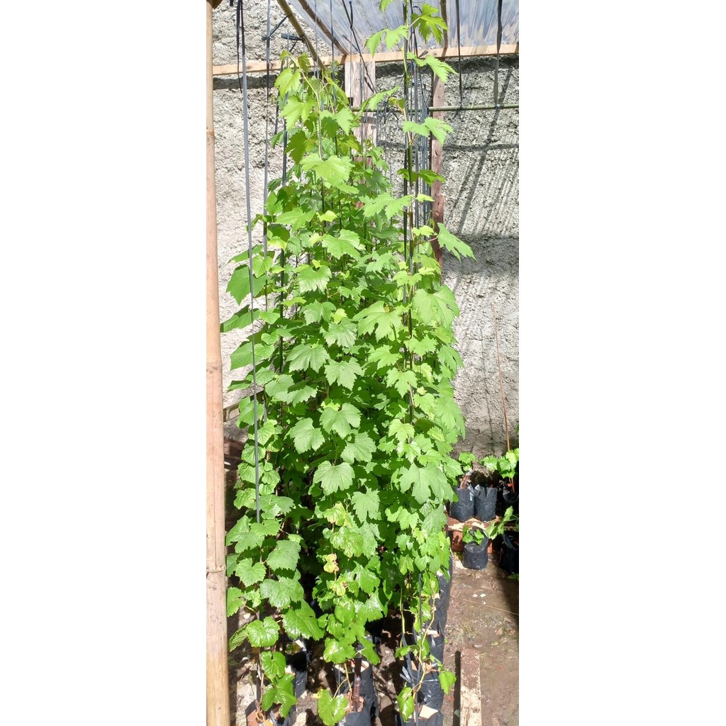 bibit anggur / bibit anggur import