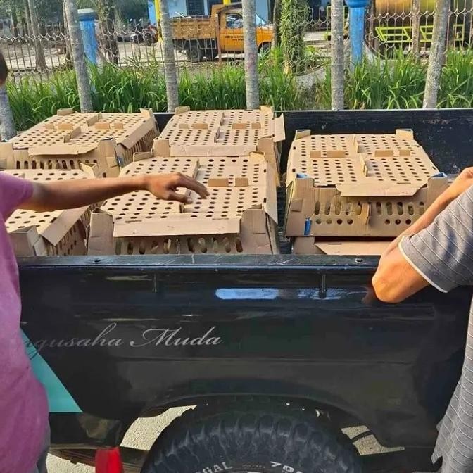 doc ayam/doc ayam potong/bibit doc ayam broiler/bibit doc ayam kmpung