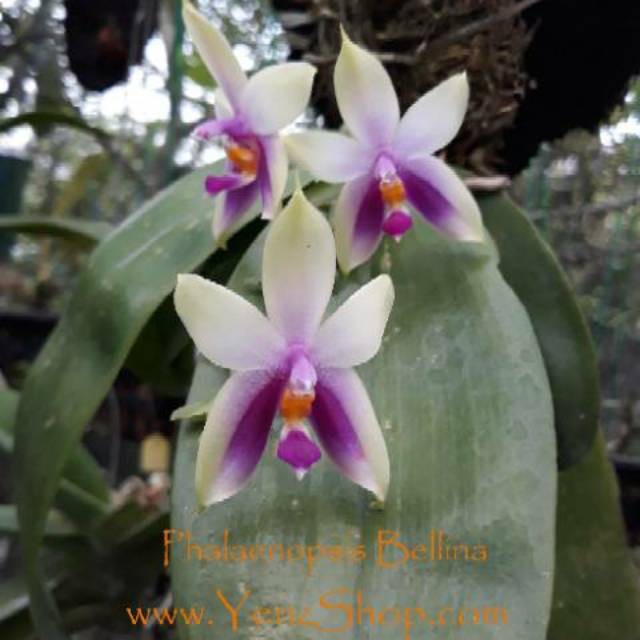 Anggrek Phalaenopsis bellina dewasa