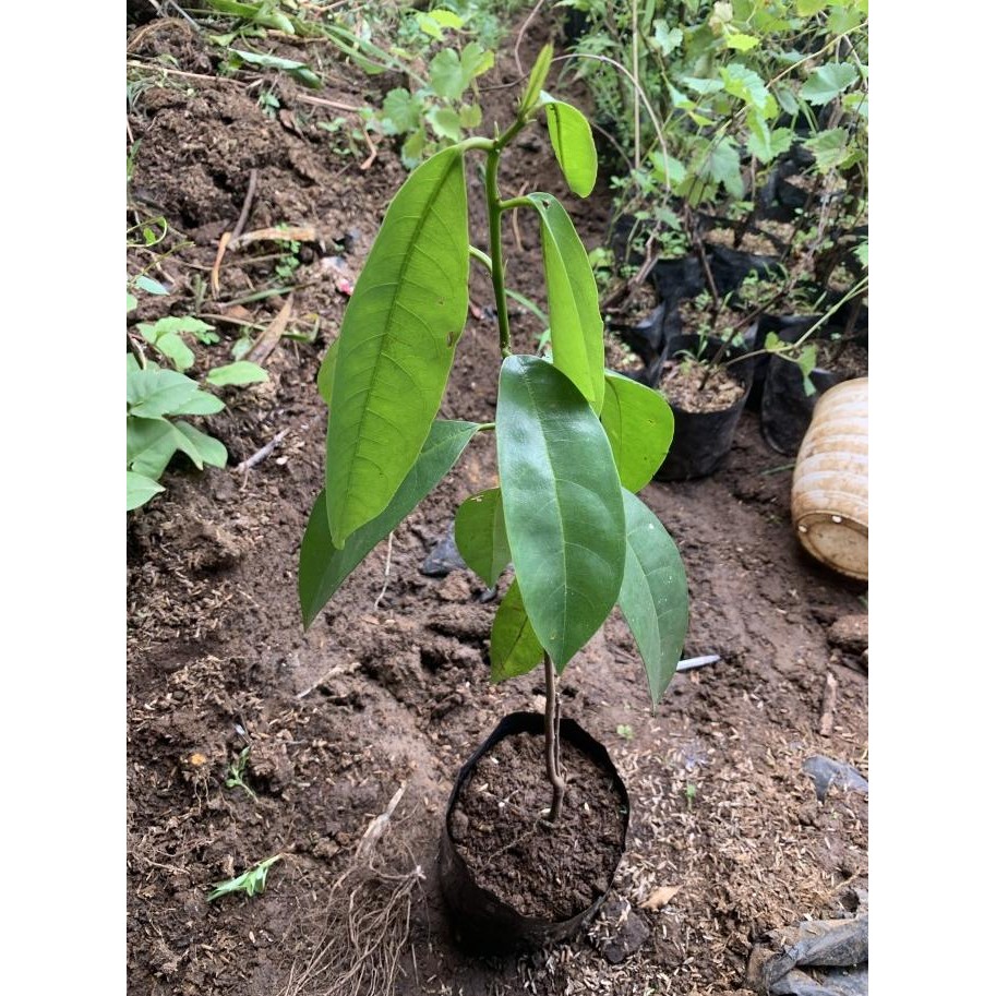 PREMIUM Bibit pohon buah buni/cepat berbuah buni tanaman buah langka