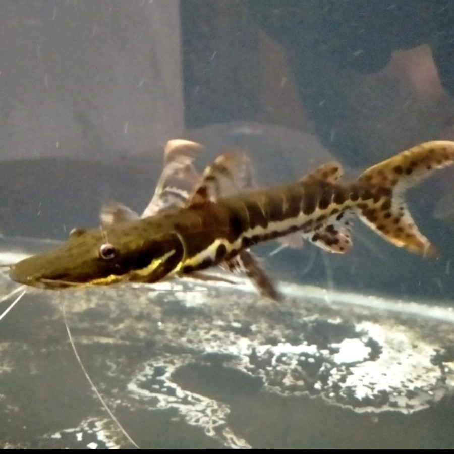Hiasan Aquarium Ikan Tiger Catfish TSN Tankmate Mantul