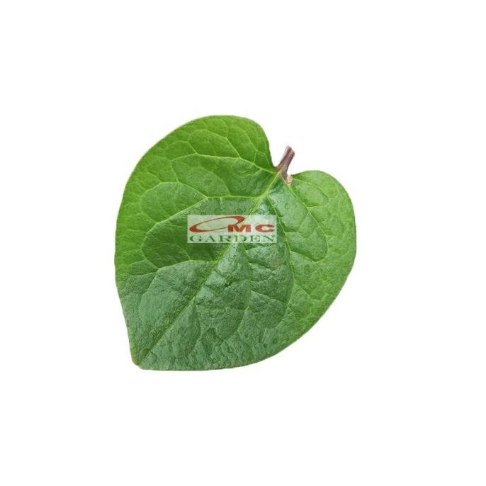 

Daun Binahong Merah Hijau Tanaman Piahong Obat Herbal Organik Segar Tanpa Pestisida 1 Helai Lembar Ori