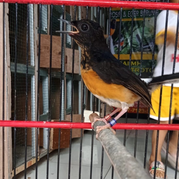 MURAI BATU DOUBEL SERTIFIKAT APBN +BNR KODE 1053
