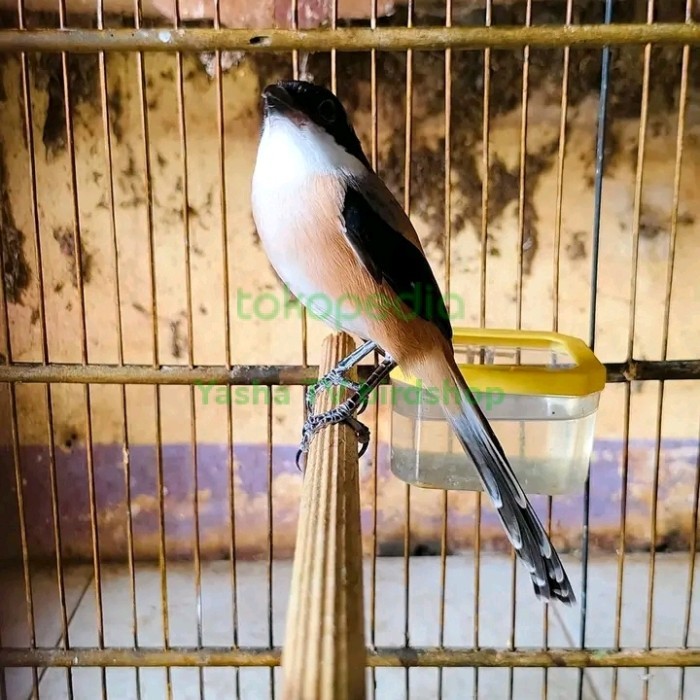 BURUNG PENTET JATIM GACOR KODE 99