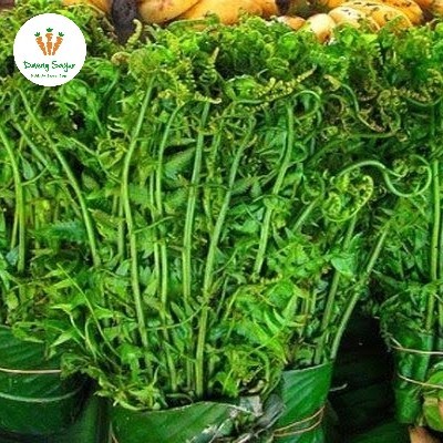 

Pakis Sayur Paku - 1 ikat