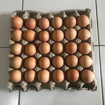 

READY TELOR AYAM 1 PAPAN / 30 BUTIR