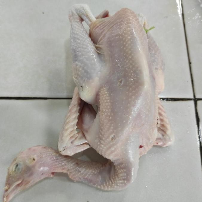 

READY AYAM KAMPUNG POTONG