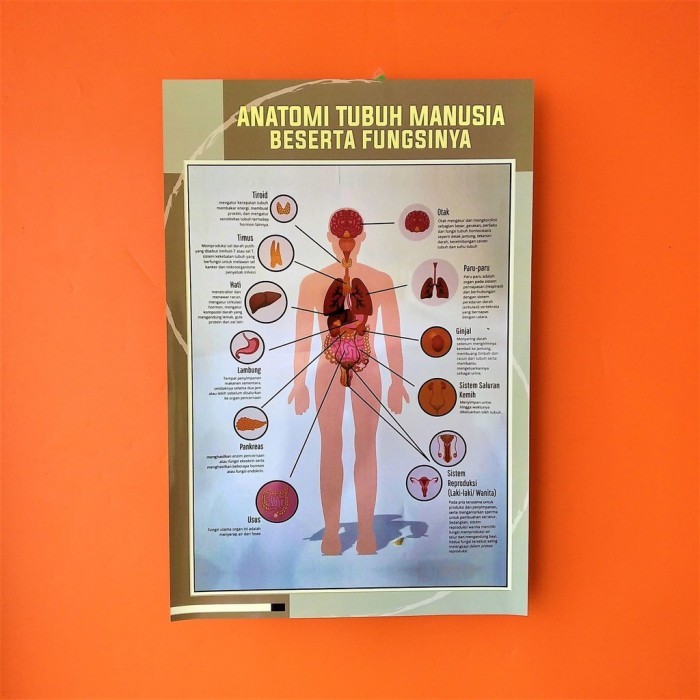 

Poster Kesehatan - Poster Anatomi Tubuh Manusia Beserta Fungsinya