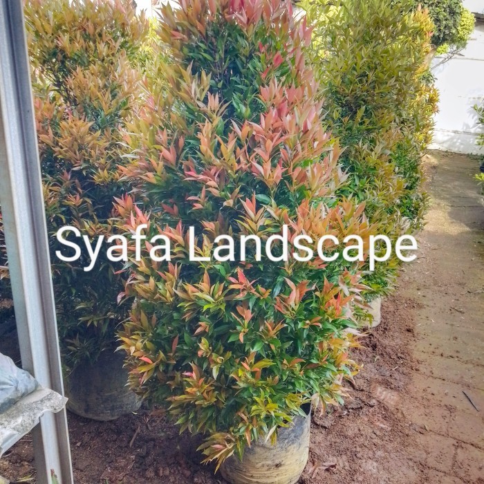 paket 5 pohon pucuk merah tinggi 1,5 meter