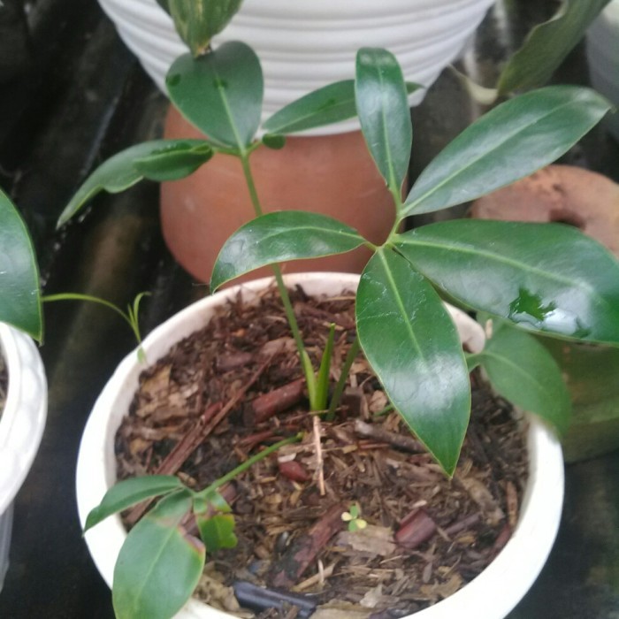 Philodendron Goeldii Philo Goldi Ekonomis