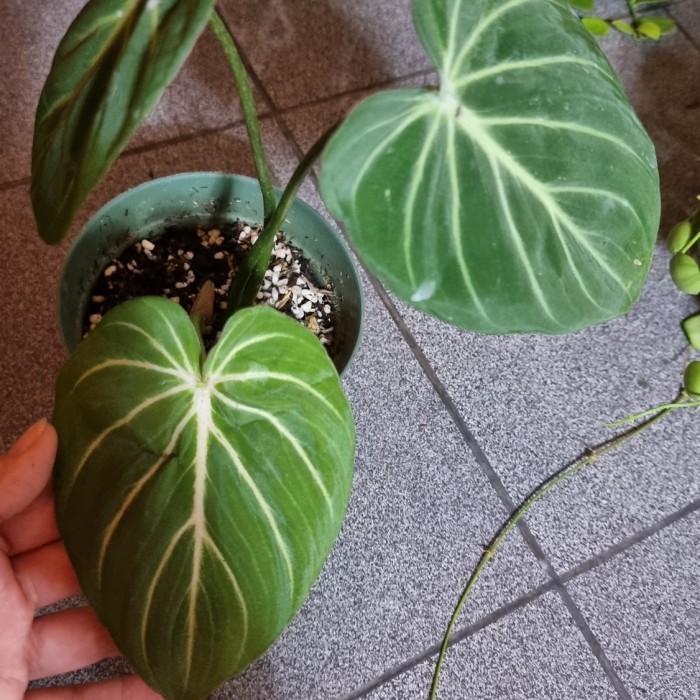 Philodendron Gloriosum White Vein