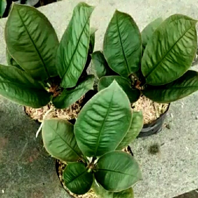Anthurium Neo Superbum / Anthurium Superboom Neo Size Medium to Large