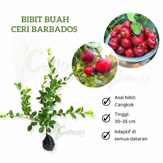 PREMIUM Bibit Tanaman Buah Ceri Barbados / Barbados Cherry