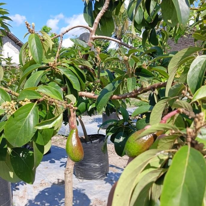 PREMIUM Bibit Tanaman Buah Alpukat Red Vietnam Okulasi SUDAH BERBUNGA/BERBUAH
