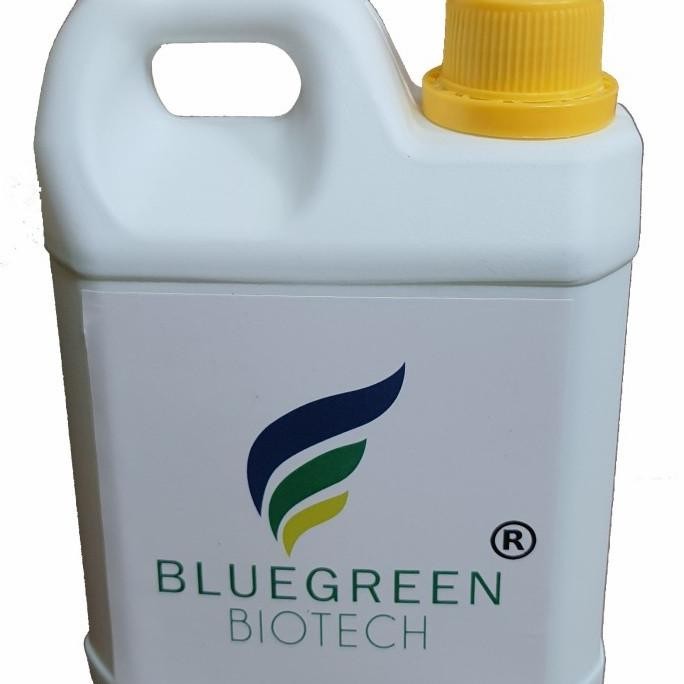 #####] Pupuk Rumput Gajah Pakan Sapi