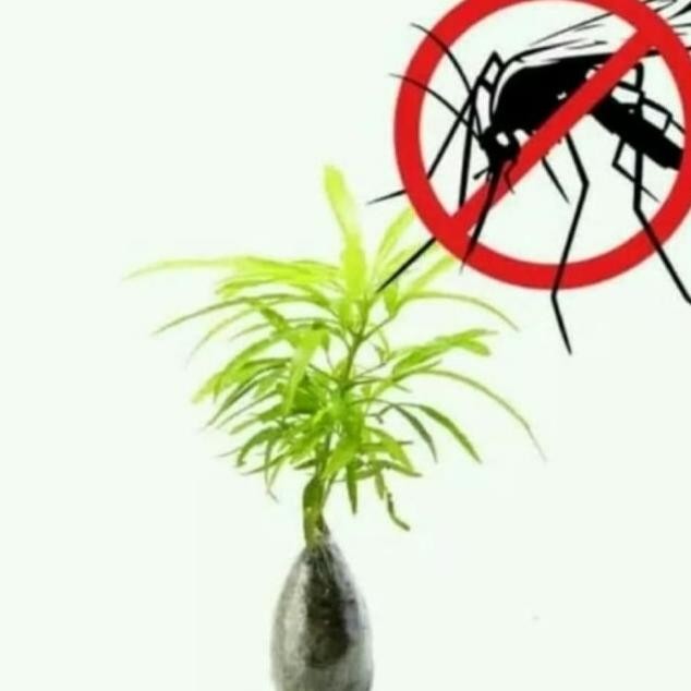 Bibit zodia tanaman zodia PREMIUM