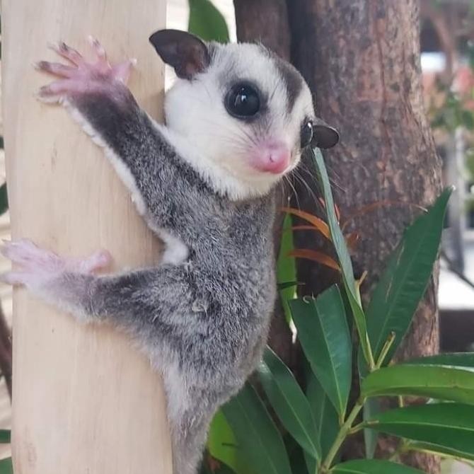 sugar glider white face
