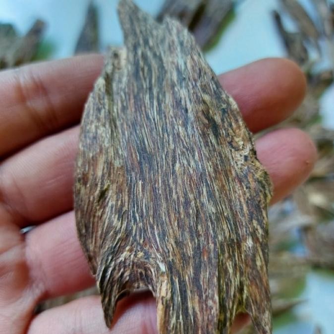 Kayu Gaharu Super Asli Alami Kalimantan Utara