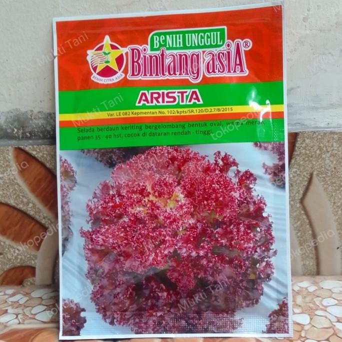 Promo Benih Bibit Selada Merah Arista 10 gram Bintang Asia COD