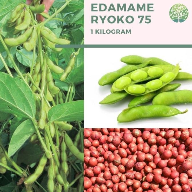 

Benih Bibit Biji - Kacang Edamame Kedelai Jepang 1kg sekitar 2500 biji murah