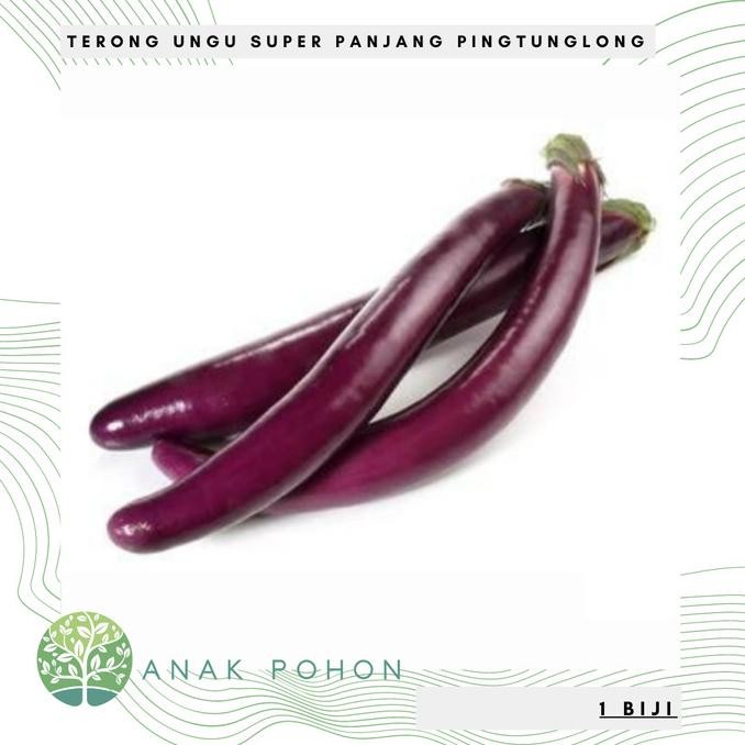Benih Bibit Biji - Terong Ungu Pingtung Long Panjang F1 Hibrida murah