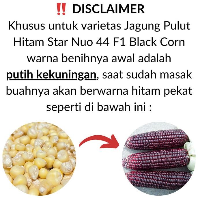 Benih / Bibit / Biji - Jagung Pulut Hitam (Black Corn) - IMPORT murah