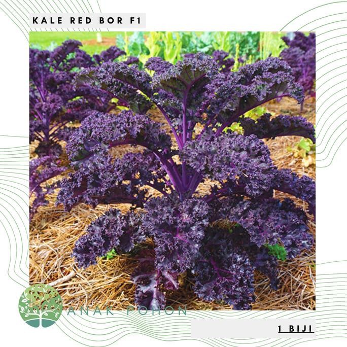Benih Bibit Biji - Kale Redbor F1 Curly Purple Kale Ungu Hibrida Seeds murah