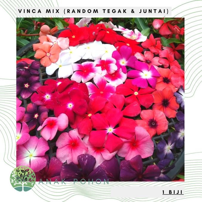 Benih Bibit Biji - Bunga Vinca Rainbow Mix Flower Seeds - IMPORT murah