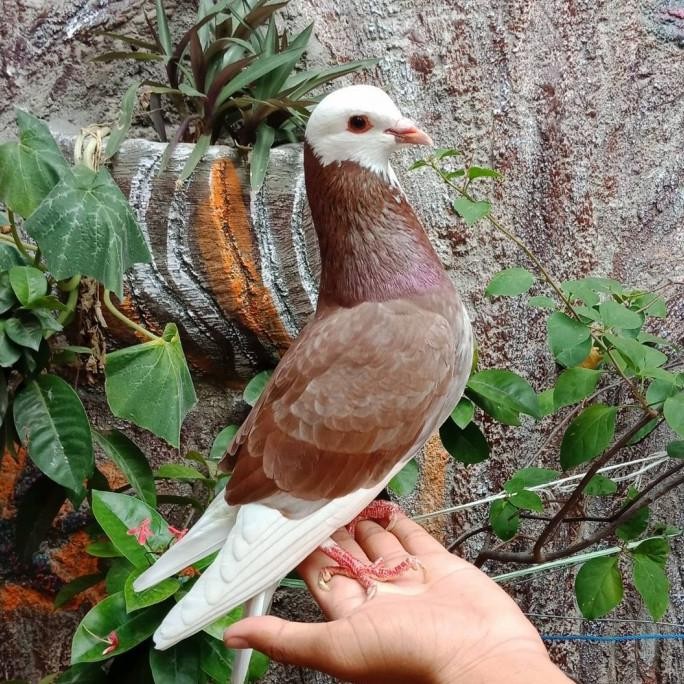 Burung Dara Burung Merpati Hidup Jantan Dewasa Super Top Grade murah
