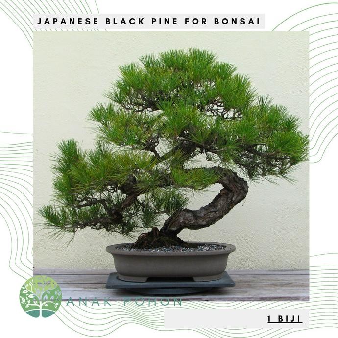 Benih Bibit Biji - Japanese Black Pine / Pinus Hitam Jepang (Pinus thunbergii) Exotic Tree for Bonsa