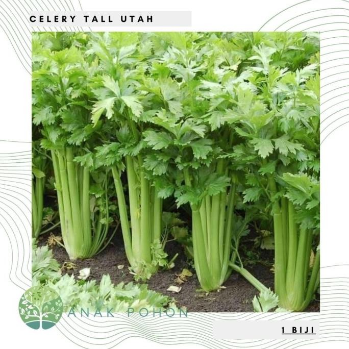 Benih Bibit Biji - Celery Tall Utah Seledri Seeds - IMPORT murah