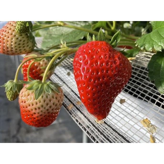 Benih Bibit Biji - Buah Strawberry Korea Jumbo Stroberi Merah Seeds murah