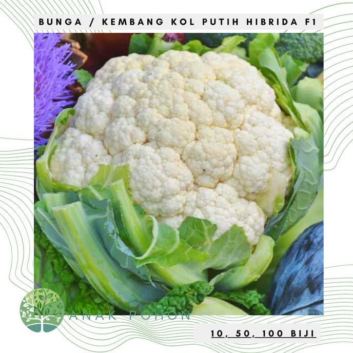 

Benih / Bibit / Biji - Bunga Kembang Kol Cauliflower Seeds - LOKAL murah