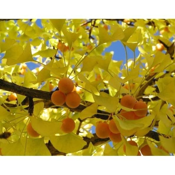 Benih / Bibit / Biji - Ginkgo Biloba Tree Seeds - IMPORT murah