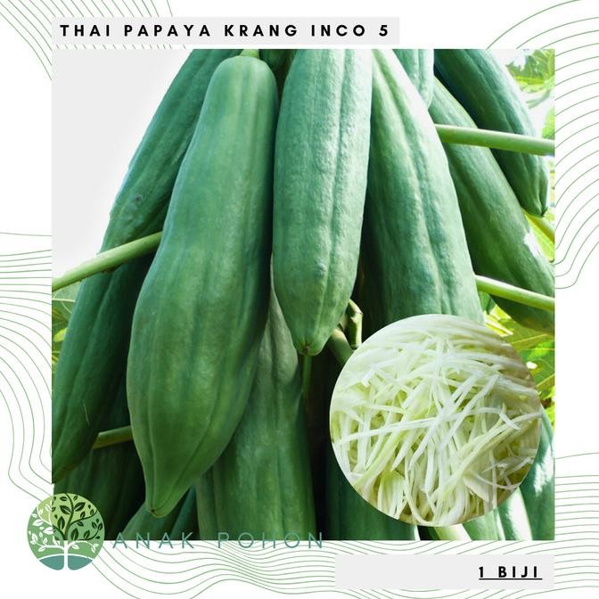 Benih Bibit Biji - Buah Pepaya Thai Papaya Krang Inco 5 Seeds - Pepaya Thailand Untuk Membuat Somtam