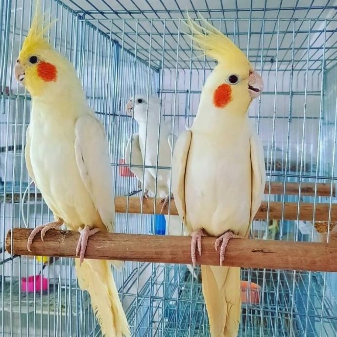 Burung Falk Australia Lutino Mata Merah Sepasang murah