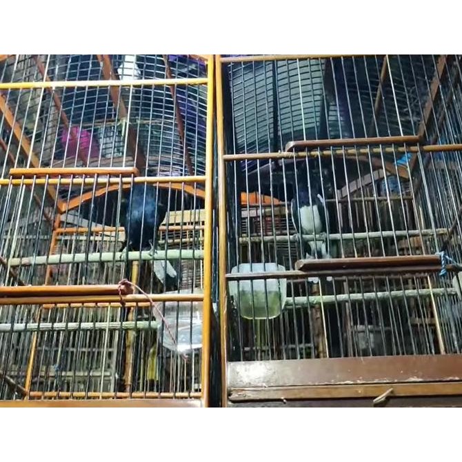 Burung Kacer Dada Putih Gacor Ngobra murah