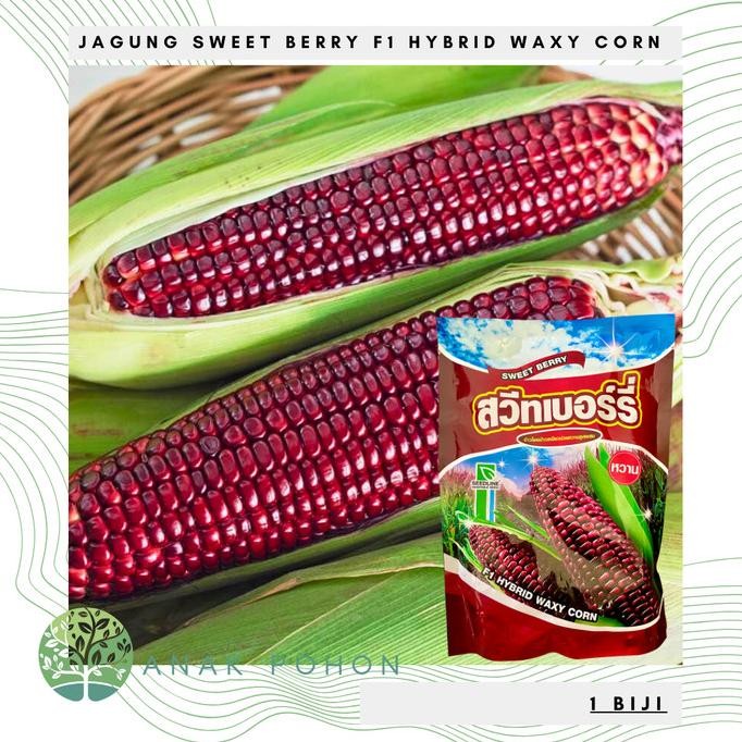 Benih Bibit Biji - Jagung Sweet Berry F1 Hybrid Pulut Merah Maroon Waxy Corn Seeds - IMPORT THAILAND